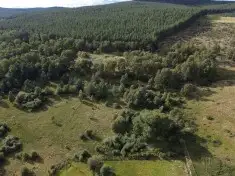 Lynchurn Woodland, Boat of Garten  **Reduced Price**