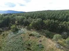 Lynchurn Woodland, Boat of Garten  **Reduced Price**